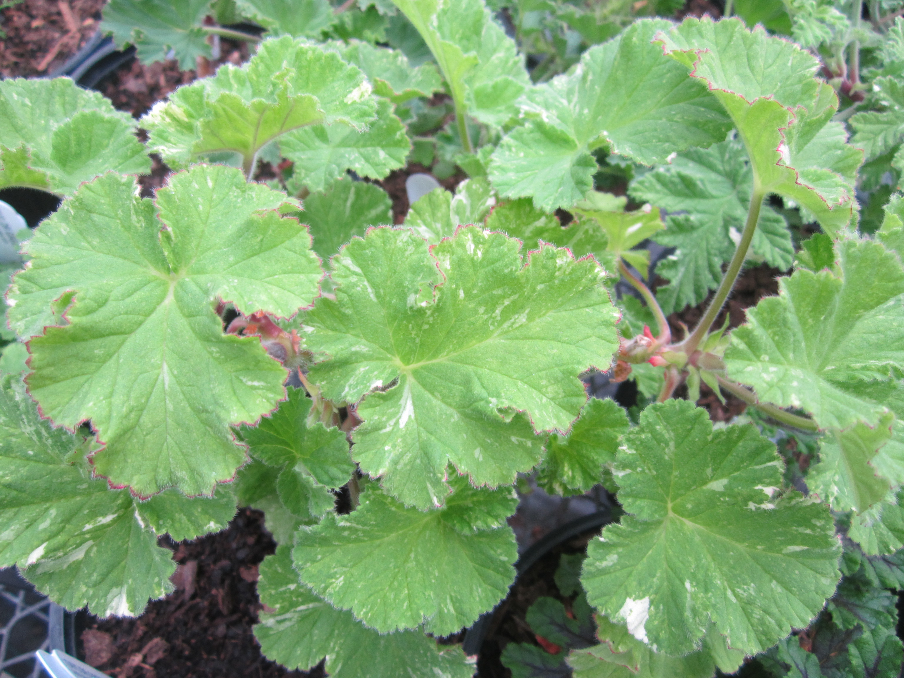 PEPPERMINT VARIEGATED - Click Image to Close